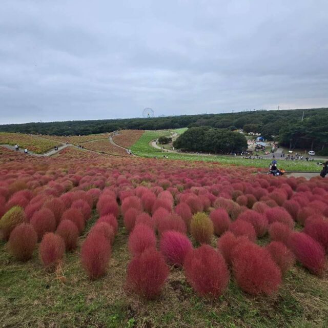 ひたち海浜公園と栗拾い