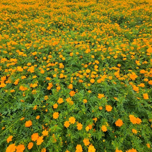 ひたち海浜公園と栗拾い